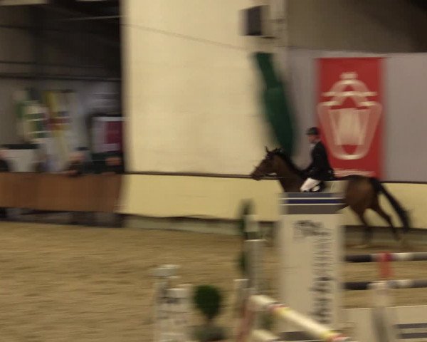Reitturnier Münster-Handorf 2015
