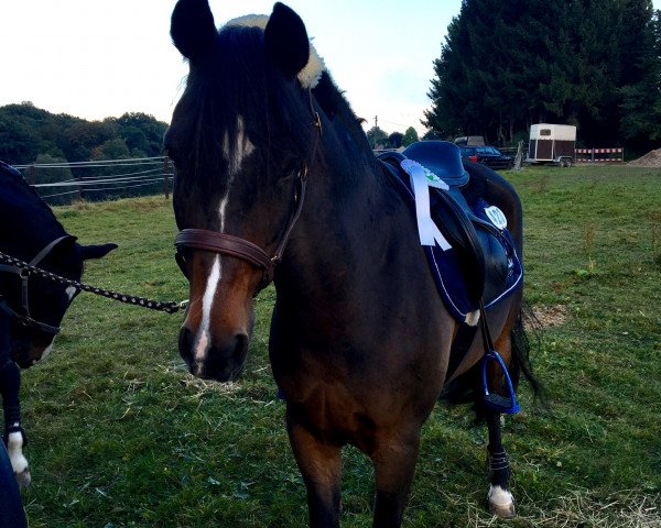 jumper Roger (New Forest Pony, 1997, from Anydale Ron)