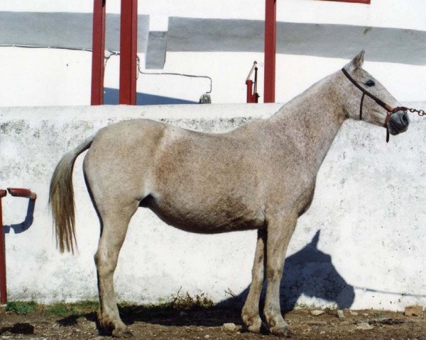 broodmare Rociana III (Pura Raza Espanola (PRE), 1974, from Taco II)