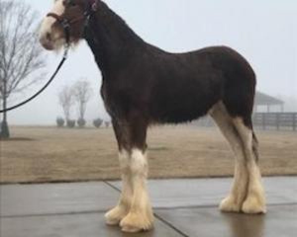 horse Classic City Captain's Norma Jean (Clydesdale, 2017, from Zorra Highland Captain)