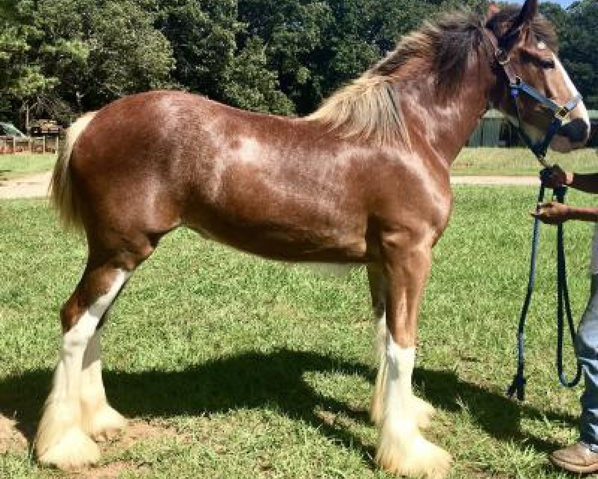 Pferd Classic City Captain's Lena Horne (Clydesdale, 2017, von Zorra Highland Captain)
