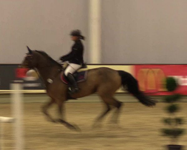 Reitturnier Münster-Handorf 2015