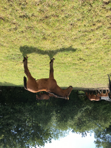Pferd Dondolo (Westfale, 2020, von Dembelé L)
