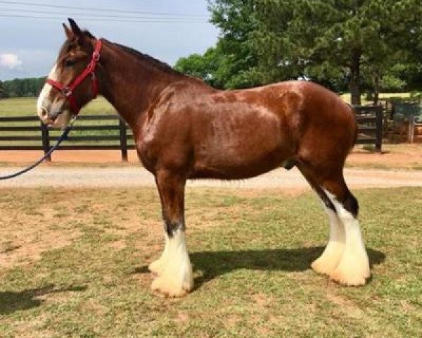 horse Classic City BB Rod Stewart (Clydesdale, 2015, from Bogton Barnaby)