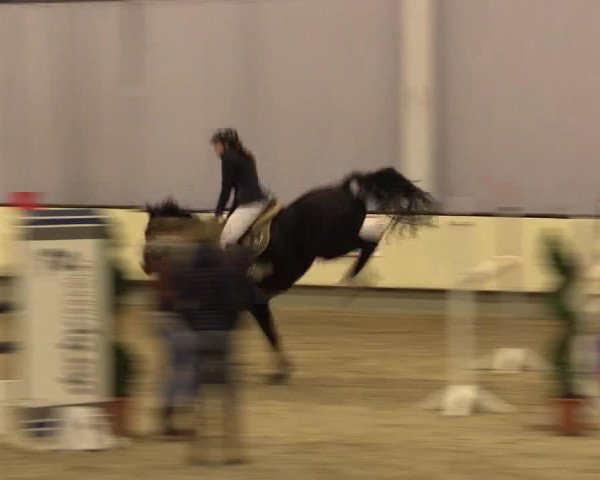 Reitturnier Münster-Handorf 2015