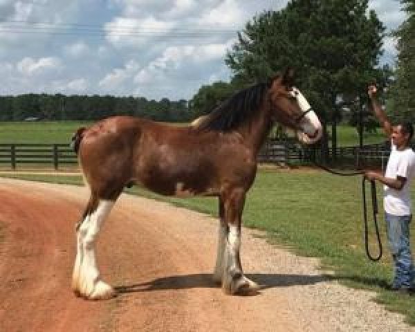horse Classic City BB Ozzy Osbourne (Clydesdale, 2015, from Bogton Barnaby)