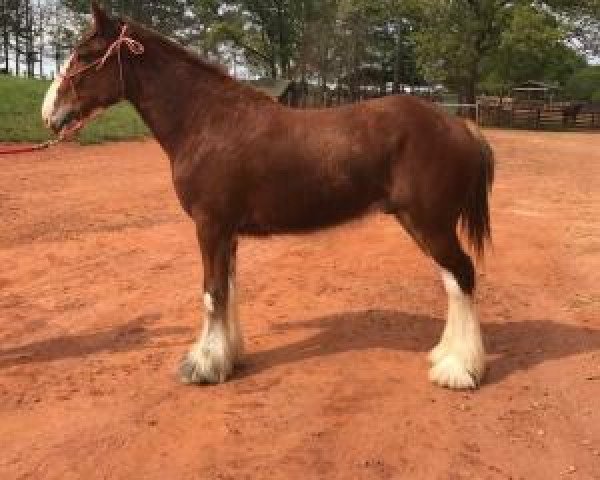 horse Classic City BB Marky Mark (Clydesdale, 2014, from Bogton Barnaby)