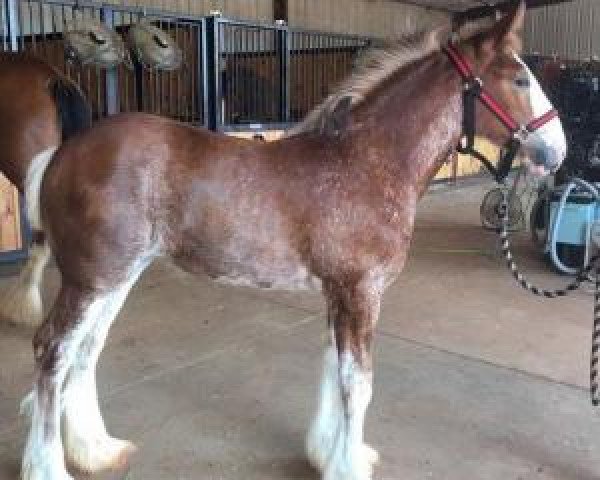 horse Classic City BB Fire Feenix (Clydesdale, 2016, from Bogton Barnaby)