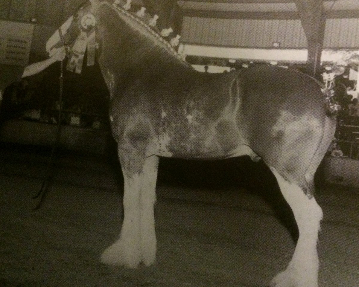 Pferd Circle Arrow Eric (Clydesdale, 1996, von Olde Pine Tree Winston)