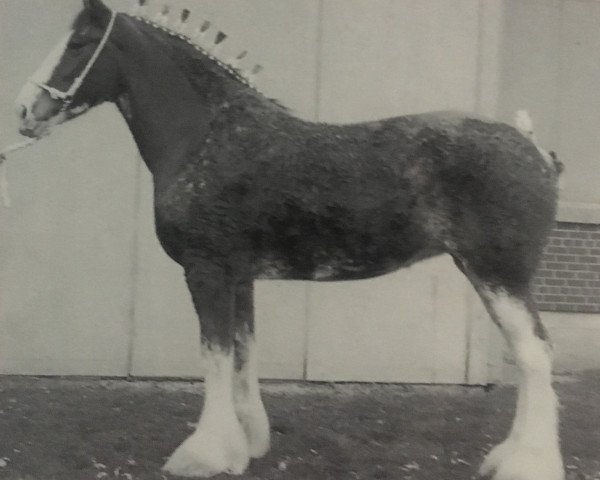 broodmare CIE Loretta (Clydesdale, 1995, from CIE Perfection)