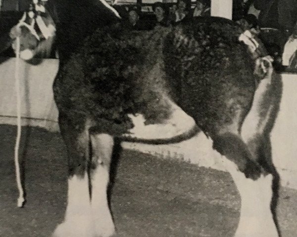 broodmare Churchill Lady Louise (Clydesdale, 1983, from Doura Masterstroke)