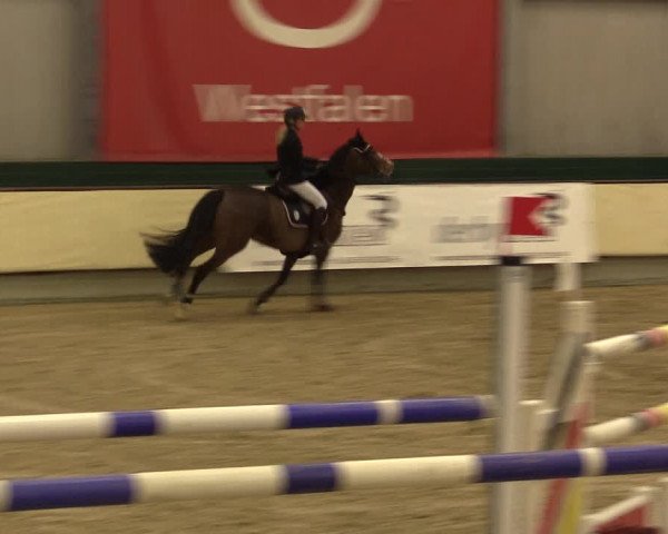 Reitturnier Münster-Handorf 2015
