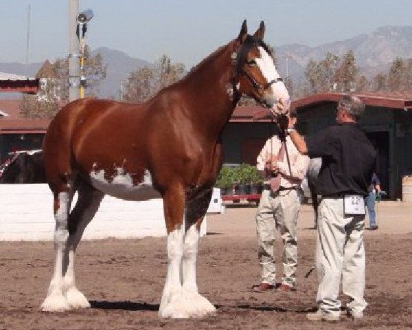 broodmare Scotchwind P.S. Grace (Clydesdale, 2003, from S B H Phoenix)