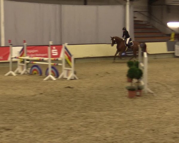 Reitturnier Münster-Handorf 2015