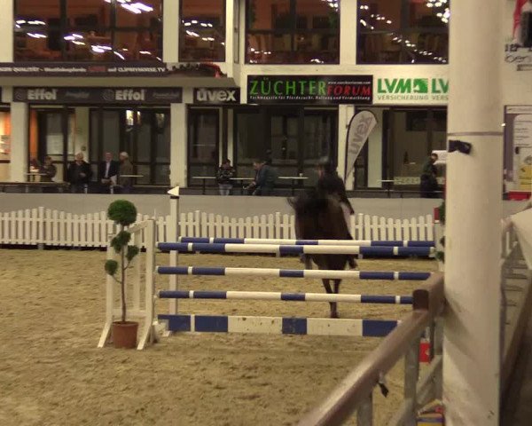 Reitturnier Münster-Handorf 2015
