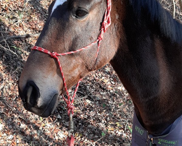 dressage horse Lokis (Polish Warmblood, 2009, from Lombard)