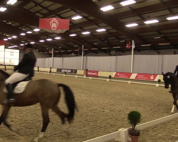Reitturnier Münster-Handorf 2015