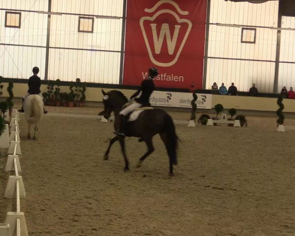 Reitturnier Münster-Handorf 2015