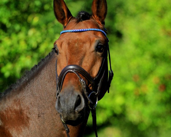 horse Zaphyr (Westphalian, 2014, from Zorro T)
