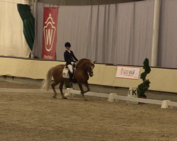 Reitturnier Münster-Handorf 2015
