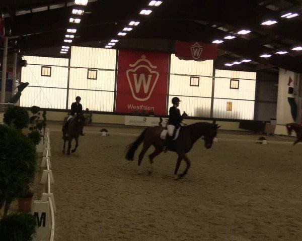 Reitturnier Münster-Handorf 2015