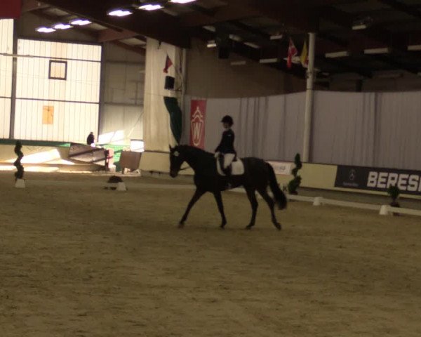 Reitturnier Münster-Handorf 2015