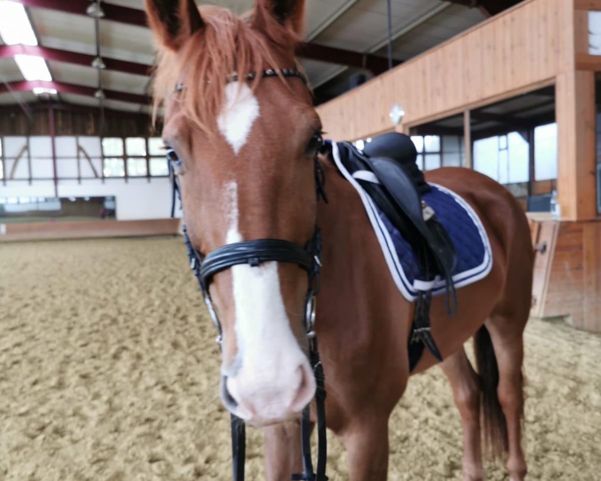 Pferd Ivano (KWPN (Niederländisches Warmblut),  )