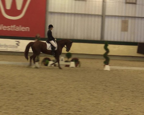 Reitturnier Münster-Handorf 2015