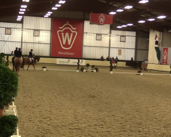 Reitturnier Münster-Handorf 2015