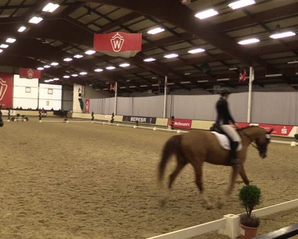 Reitturnier Münster-Handorf 2015