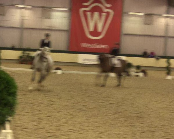 Reitturnier Münster-Handorf 2015