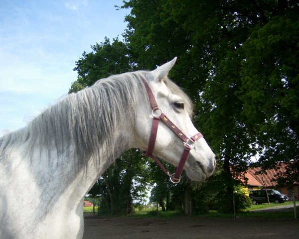 broodmare Nevada (German Riding Pony, 1999, from Mac Namara)