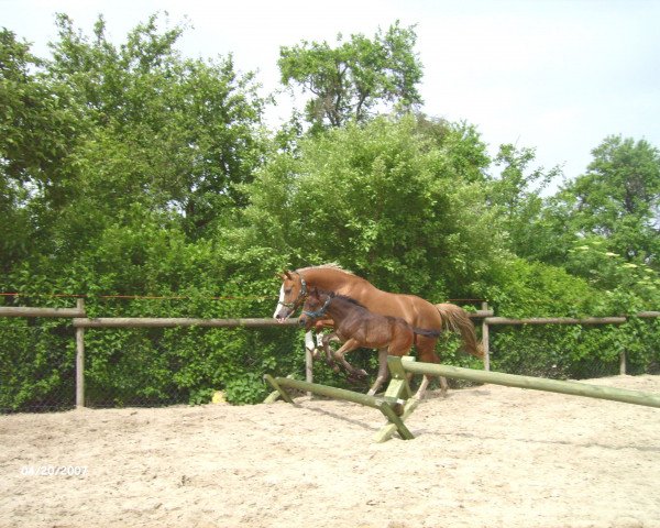broodmare Diva (German Riding Pony, 1999, from Vilas)
