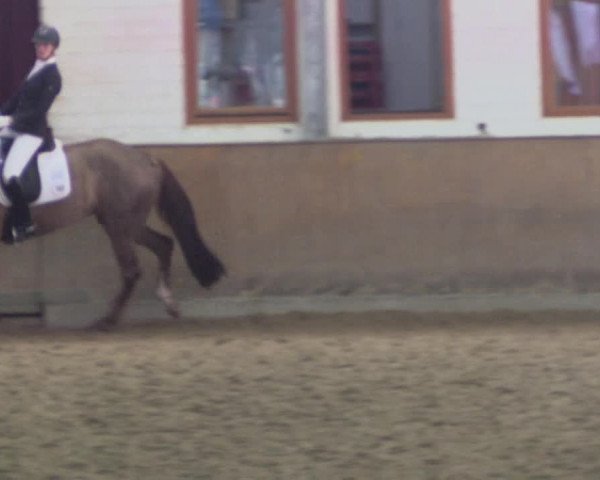 Reitturnier Appelhülsen 2015