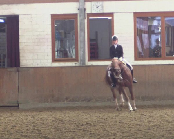 Reitturnier Appelhülsen 2015