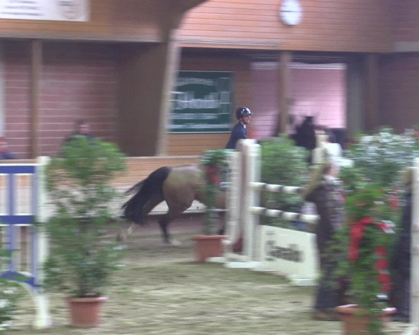 Reitturnier Paderborn 2015