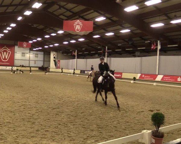 Reitturnier Münster-Handorf 2015