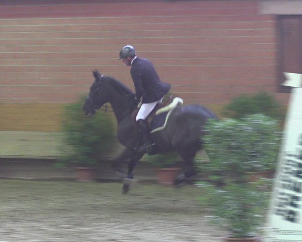 Reitturnier Paderborn 2015