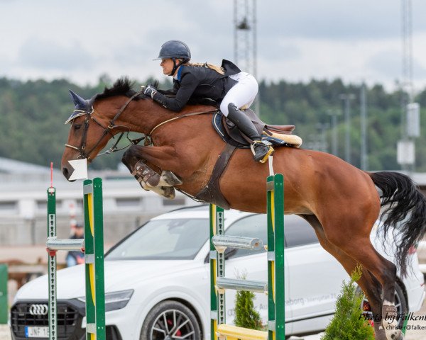 jumper Caritza Oceanhill (Swedish Warmblood, 2009, from VDL Cardento 933)