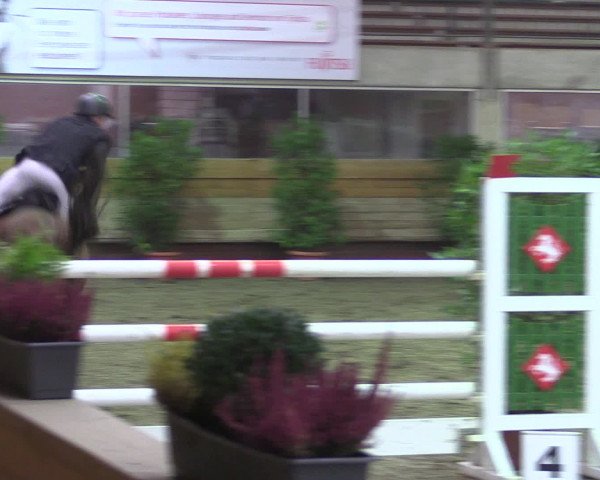 Reitturnier Paderborn 2015