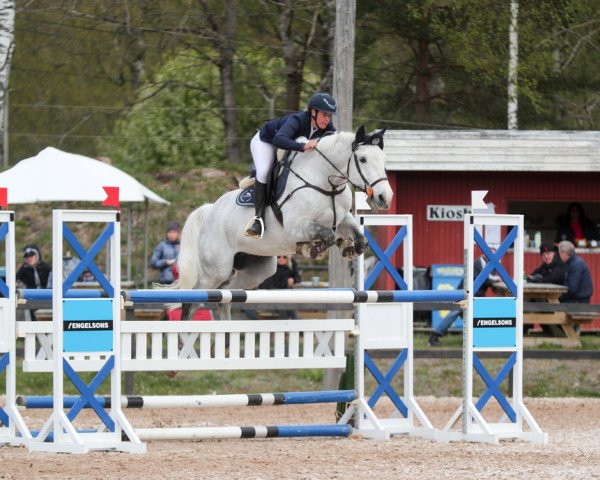 jumper Cooper Oceanhill (Swedish Warmblood, 2008, from VDL Cardento 933)