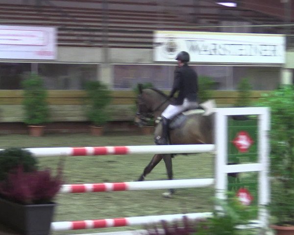 Reitturnier Paderborn 2015