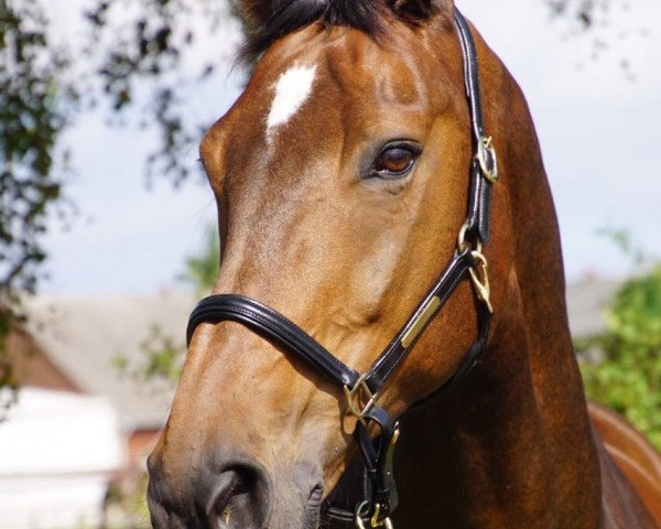 dressage horse Don de la Mar (Saxony-Anhaltiner, 2001, from Dionysos 19)