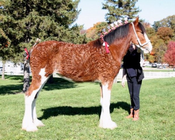 broodmare Chadeau Mountain Sensational Reign (Clydesdale, 2009, from Robyncroft Perfect Son)