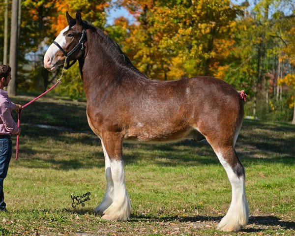 horse Cey's Firestone (Clydesdale, 2016, from Willow Way Firestone)