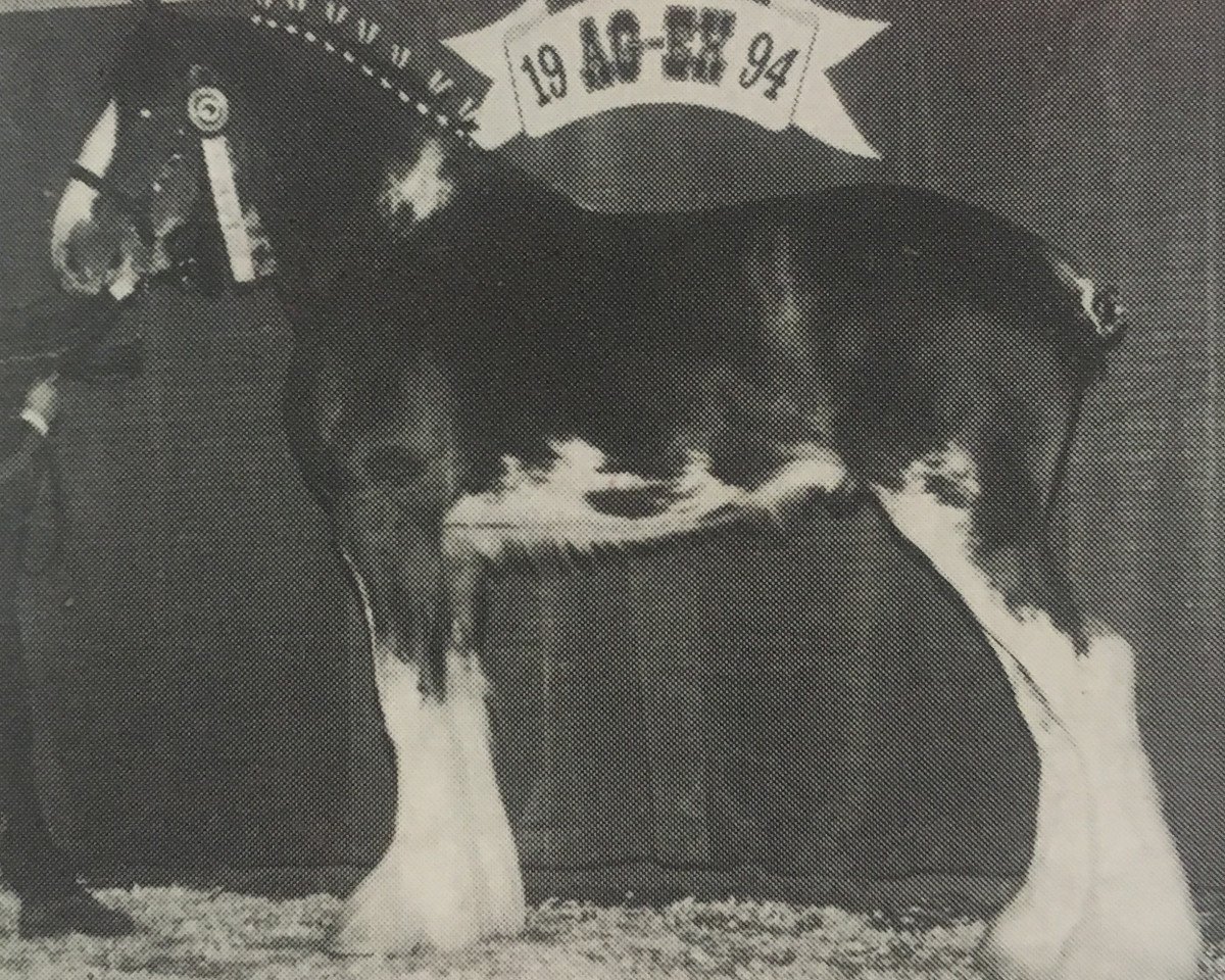 Deckhengst Weidmen's View Sebastien (Clydesdale, 1993, von Solomon's Royal)