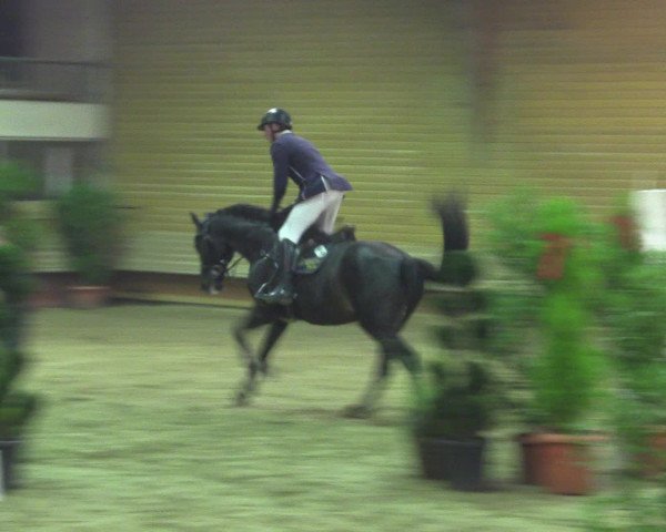 Reitturnier Paderborn 2015