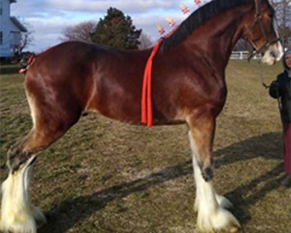 horse Bonnies Royal Houston (Clydesdale, 2017, from Willow Way Houston)