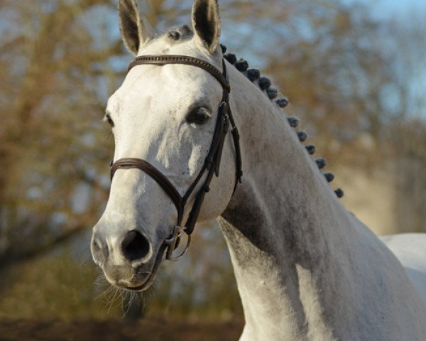 jumper Cortino 1287 (Swedish Warmblood, 2009, from Diabeau)