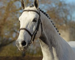 jumper Cortino 1287 (Swedish Warmblood, 2009, from Diabeau)